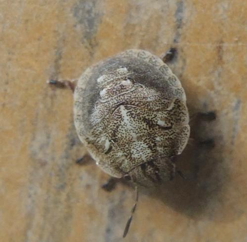 Réf. 311 568 : Eurygaster sp.